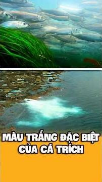 Bí Ẩn Thú Vị Nhuộm Trắng Bờ Biển Của Loài Cá Trích | The Mystery of Turning the Sea Milky White
