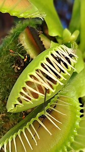 327K views · 2.6K reactions | Such a perfect example of how the Venus...