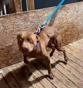 S4L KENNELS ROCKY💯💯💯🦾🦾🦾 | TOP APBT WORLD