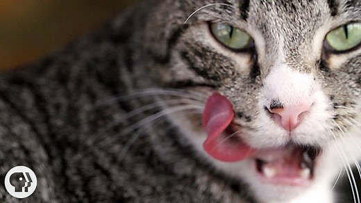 It's not vanity. For cats, staying clean is a matter of life and death. And their tongue, specially equipped for the job, is just one of the things that makes cats such successful predators. | Deep Look • PBS