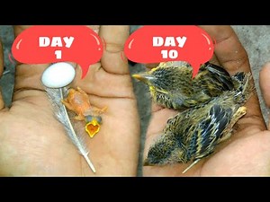 Merawat Anak Burung USIA 1 hari hingga dewasa