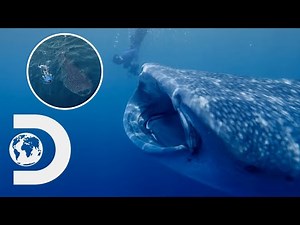 Swimming Side-By-Side With The World's Biggest Sharks | Chasing Ocean Giants
