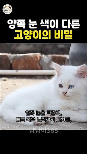 고양이가 한쪽 눈만 파란 이유?? 오드아이 고양이의 숨겨진 신비