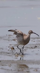 Animal Planet TV on Reels