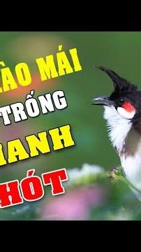 CHÀO MÀO MÁI KÍCH TRỐNG NHANH CĂNG LỬA #chaomaomai #Shorts