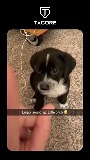 TX | TxCore on Instagram: "Dogs aren’t just man’s best friend—they are extraordinary creatures with remarkable abilities that continue to amaze scientists. For instance, did you know that dogs have an incredibly sensitive sense of smell, estimated to be anywhere from 10,000 to 100,000 times more powerful than humans? This extraordinary olfactory capability allows them to detect diseases like cancer, diabetes, and even the early onset of seizures in humans. Some specially trained dogs can even sn