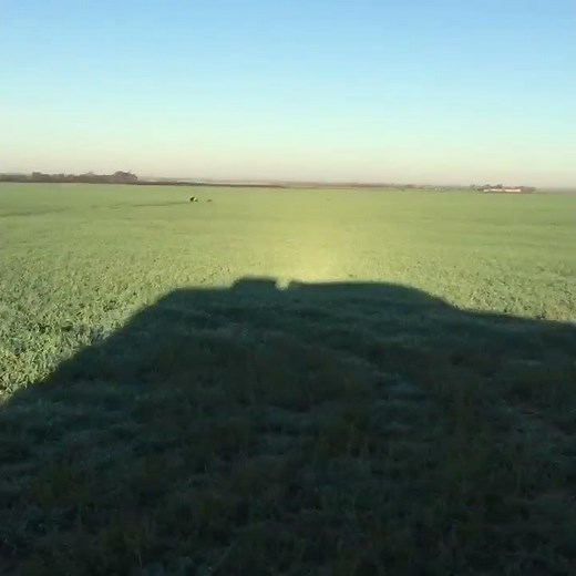 Greyhounds catch coyotes. -1