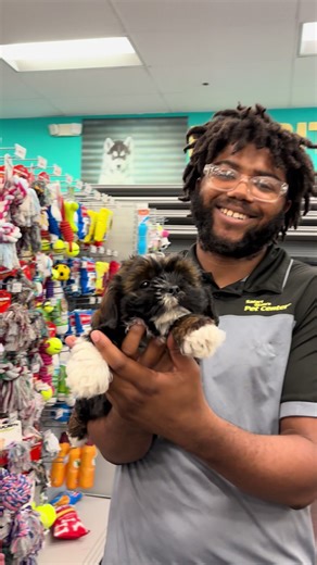 Marceline: Adopting a Royal Lhasa Apso Puppy