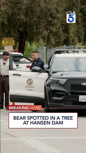 Bear spotted in a tree at Hansen Dam