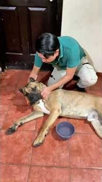 How to save your dog's life from heatstroke? 😱 #dogs #canecorso #dogtraining