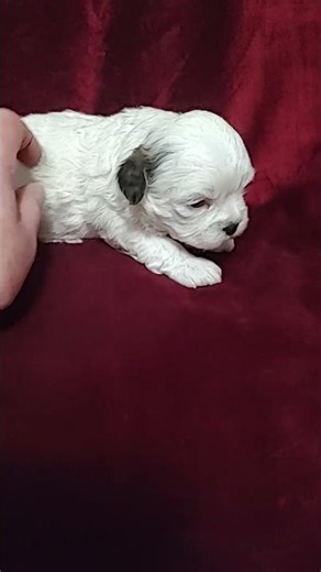 Teddy Bear Female