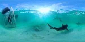 139K views · 5.4K reactions | Let's focus on the positive: Shark Week is nearly here! Check out this awesome 360 video from one of the shows you can look forward to, Sharks Among Us. | Discovery Channel Australia | Facebook