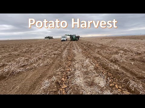 Potato Harvest 2021: In the Field