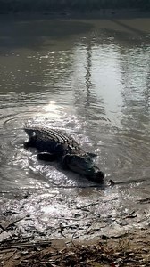 Crocodiles are not scared of you. They never have been, and they never will be. Saltwater Crocodiles are naturally cautious animals, and retreating back into the water when approached by ANYTHING is completely normal. Crocs are at their best in the water and at the water’s edge. They’re not afraid, they’re just smarter than you think. Every move calculated. Every distance measured. Every behaviour observed. Waiting. Watching. ..STAY CROCWISE | Wildman Adventures
