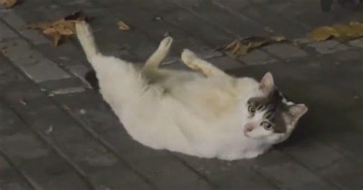 Purr-sonal trainer! Cat does 'sit-ups' on sidewalk in China