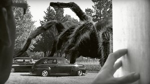 This Spider Escaped a Digital Maze With a Little Help From a Friend