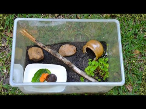Building a Perfect Snail House| Keep Snail as a Pet