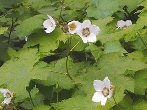 Have you seen these berries growing in #Redwood? 🌱Thimbleberry (Rubus parviflorus) These red berries are found on deciduous shrubs that lack thorns and have large, hairy leaves. 🌱California Blackberry (Rubus ursinus) This blackberry variety has three leaflets with light yellow-green undersides and round stems. It has small, thin thorns, too. 🌱Himalayan Blackberry (Rubus armeniacus) Invasive to our area, this blackberry can be identified by spotting its five leaflets with white undersides. Mak