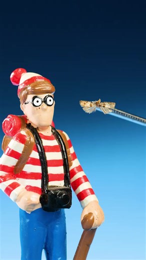 What’s the largest moth on earth In this video, we go through a variety of moths, smallest to largest, including a comet moth and hercules moth, until we land on the Atlas Moth, the | Odd Animal Specimens