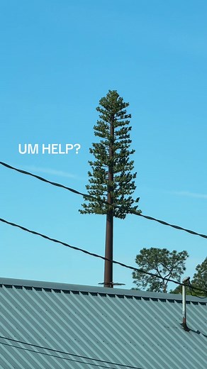 Spooky Lepidodendron Tree: A Dream Come True!