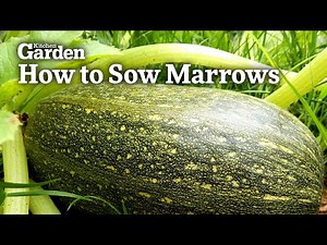 How to Sow Marrows