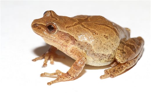 Spring Peeper