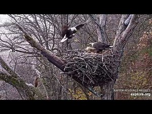 A busy Sunday morning at the Decorah Eagles - North nest Explore Live Nature Cams