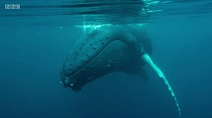 Two beautiful humpback whales have been filmed off the coast of Shetland - believed to be an underwater first in UK waters. 🐳 | BBC Scotland News