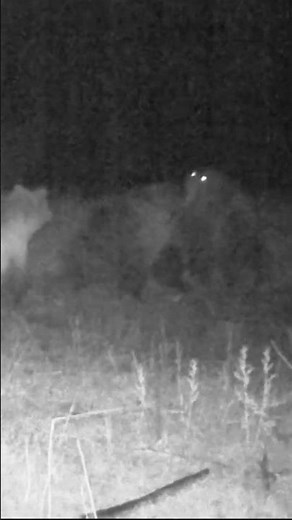 SOUND UP! GRIZZLY FIGHT ON CARCASS