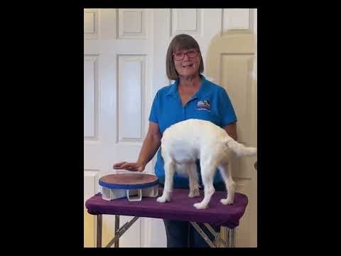 Tutorial 6 Paws Up - AKC Novice trick dog