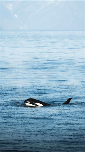 পৃথিবীর অন্যতম হিংস্র মাছ #shorts