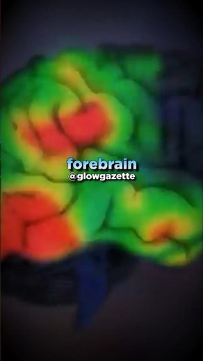 Neuroscientist Gives Best Sleep Cocktail | Andrew Huberman #neuroscience