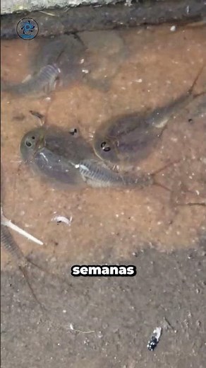 Triops spend years in egg form, hatch, and die within weeks.