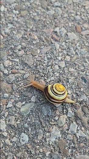 The Colorful Secrets of the Grove Snail (Cepaea nemoralis) #nature #snail #lovesnails #landsnail