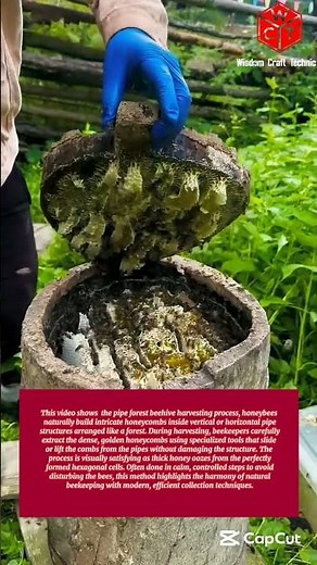 Pipe forest bee hive: satisfying extreme bee honeycomb harvesting process