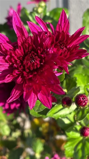 【2026年1月4日】厳寒の真冬にも、こんなに見事な花を咲かせるなんて、素晴らしい！風花未来、ほんとに元気づけられました。 #余命3ヶ月 #自分探し #抗がん剤 #冬の花 #詩人 #風花未来