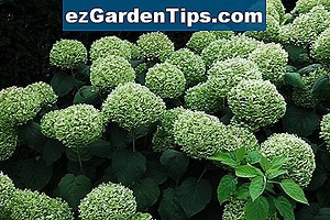 Hoe Hydrangea Macrophylla te planten 🌱 Tips Tuinders - Nl.ezGardenTips.com