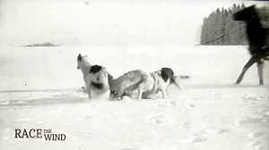 RACE THE WIND 13 ▶ Borzoi Wolf Hunting 1910 Russia https://www.facebook.com/2123481084594012/videos/2124439017831552/ Borzoi Russian Wolfhound Barsoi #greyhound #windhundrennbahn #galgo #windhunde #dogshow #dogs #dog #hunde #animal #tiere #lebrel #jagd #chasse #levrieri #dogsport #sport #windhundrennen #track #racetrack #racing #hunting #coursing #cane #sighthound #carreras | RACE the WIND Greyhound Galgo Windhund