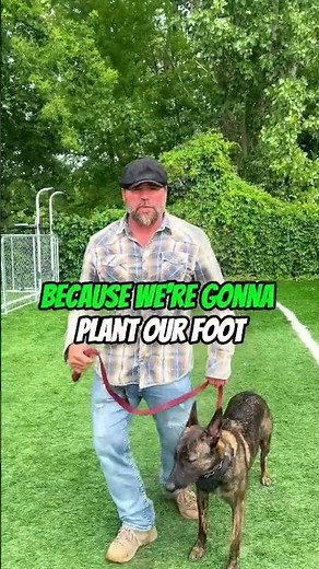 How to stop your dog from lunging and being reactive