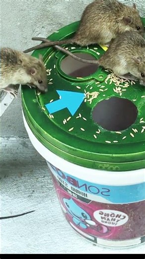 Best humane mouse trap idea easy to make #mousetrap #diy #mous #rat