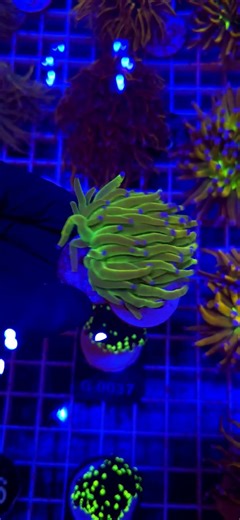 Euphyllia Glabrescens Holy Grail WYSIWYG #55 | Kingdom of Corals