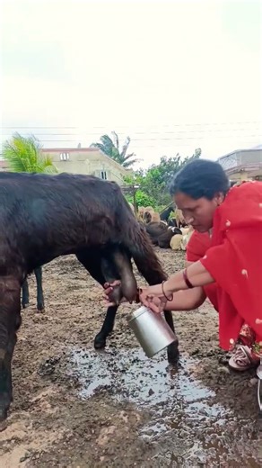 #Process for goat milking 🔥😄#youtube #sorts