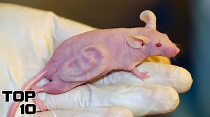 57K views · 732 reactions | Top 10 Creepy Animal Mutations That Will Make You Squirm | Most Amazing Top 10 | Facebook