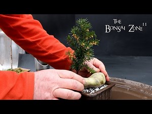 Root Pruning My Catalpa, Dawn Redwood, Yew and Gingko, The Bonsai Zone, Feb 2024