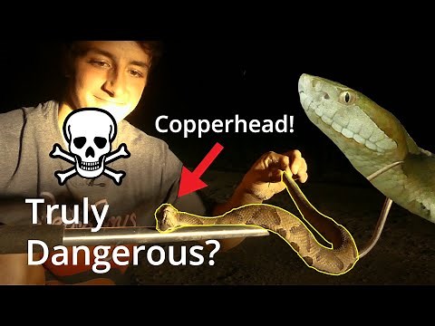 The Copperhead Snake: 3 Myths Busted! (Venom, Aggression, and Identification)