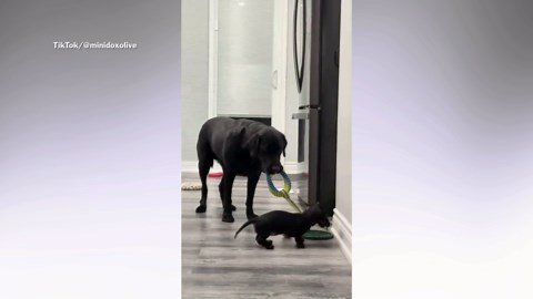 Hysterics as dachshund takes on labrador at tug of war, doesn’t go to plan
