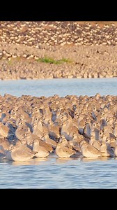 14 reactions | Principles of predation in the bird world #Reel #viral #fyp #animalworld #amazinganimals #cute #bird #fypシ゚ #ReelFacebook #fyp #Reel #ReelVideo #ReelViral | Wildlife Love | Facebook