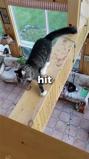 Why Cats DEFY Physics! 🐈💨 #shorts