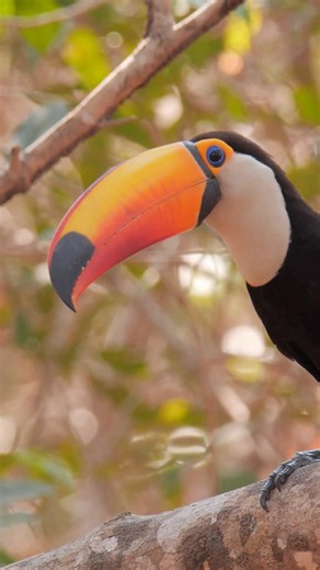 Toucan amazing facts #toucanbird #birds