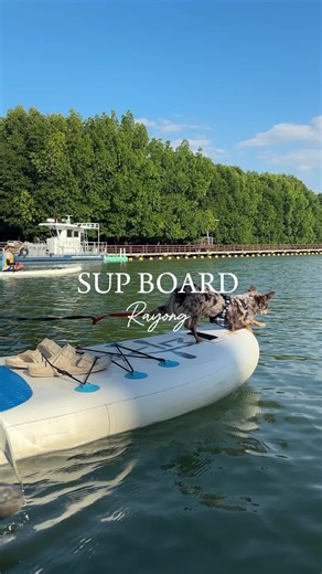 SUP BOARD RAYONG ⁣⁣🐶 ⁣⁣ ⁣⁣ เปิดให้บริการทุกวัน⁣⁣ วันละ2รอบ⁣⁣ ☀️ เช้า 09:00 - 11:00น.⁣⁣ 🌤️ บ่าย 15:00 - 17:00น.⁣⁣ ⁣⁣ 📍พิกัด พระเจดีย์กลางน้ำระยอง⁣⁣ ❌ ไม่รับ walk in ❌ ⁣⁣ --------------------------------⁣⁣ ⁣⁣ ☎️ สอบถามรายละเอียดเพิ่มเติมหรือจองพายSUP ได้ที่ FB :SUP BOARD RAYONG 📞:080-191-5882 K.พี⁣⁣ --------------------------------⁣⁣#supboardrayong #supboard #ระยอง #ซับบอร์ดระยอง #พระเจดีย์กลางน้ําจังหวัดระยอง ⁣⁣